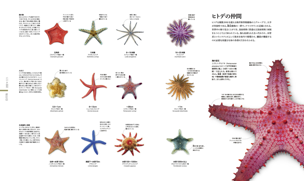 OCEAN LIFE 図鑑 海の生物 - HONZ