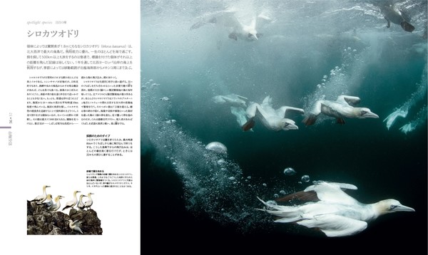 OCEAN LIFE 図鑑 海の生物 - HONZ